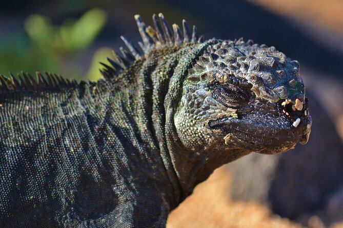 7 Days Tour in Quito and Santa Cruz/Galapagos - Best of Ecuador - Tour Highlights