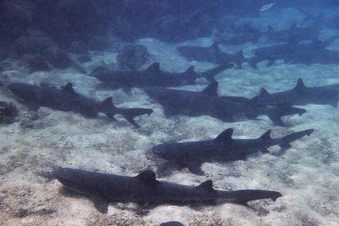 8 Day Galapagos Island Hopping
