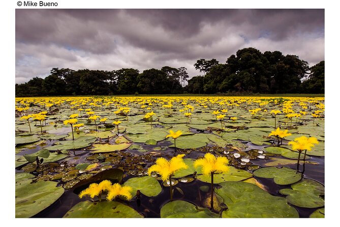 8 Days Jaguars and Pantanal Safari Tour