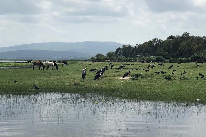 Addis City Tour & Crater Lakes Excursions in Debreziet!