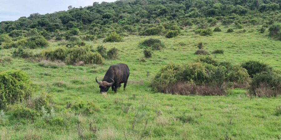 2 Best National Parks Tours In Sunday S River Valley
