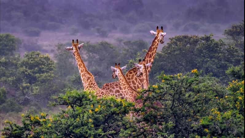 Addo Zip Line, Kragga Kamma Game Park & Addo Elephant Park