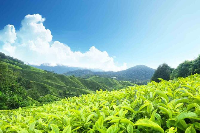 Affordable Transfer From Kochi to Munnar - Service Details
