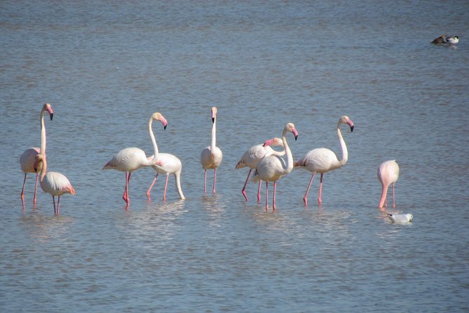 Afternoon Birdwatching at Lagoa Dos Salgados