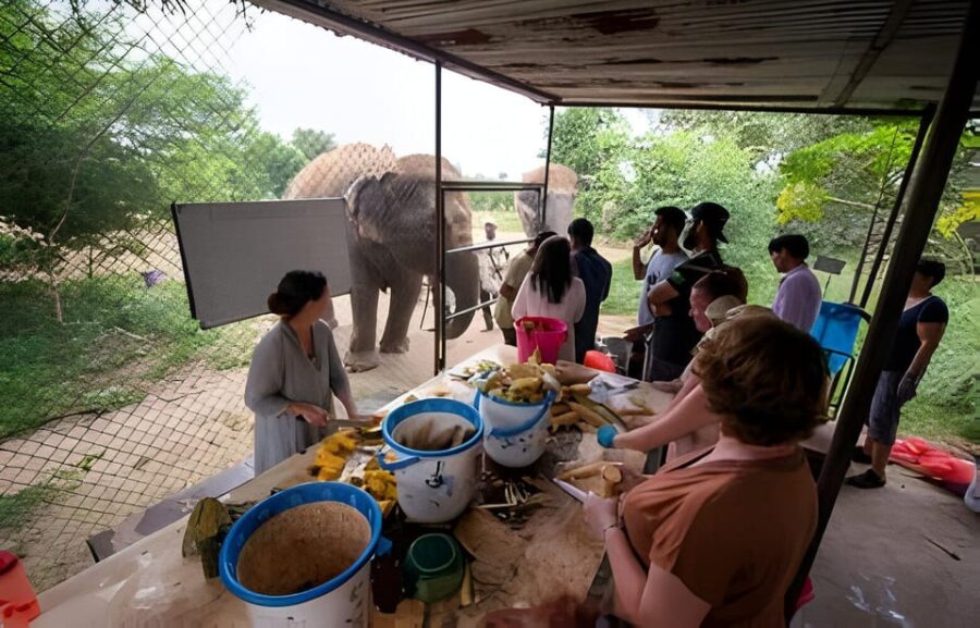 Agra: Taj Mahal, Agra & Elephant SOS Full or Half Day Tour
