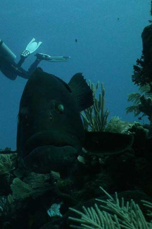 Akumal: Reef Diving Experience