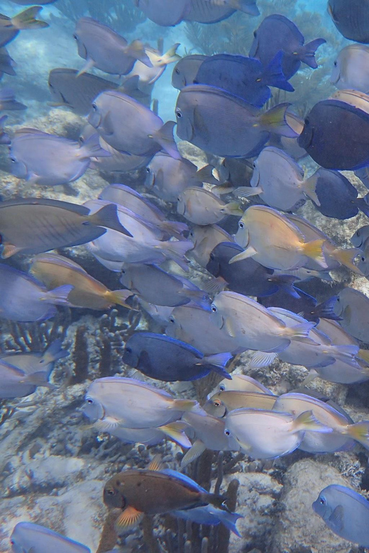 Akumal: Swimming With Turtles Tour