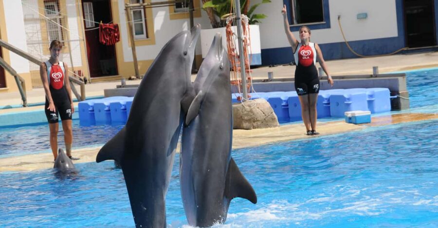 Alanya: Dolphin and Sea Lion Show at Sealanya Dolphin Park