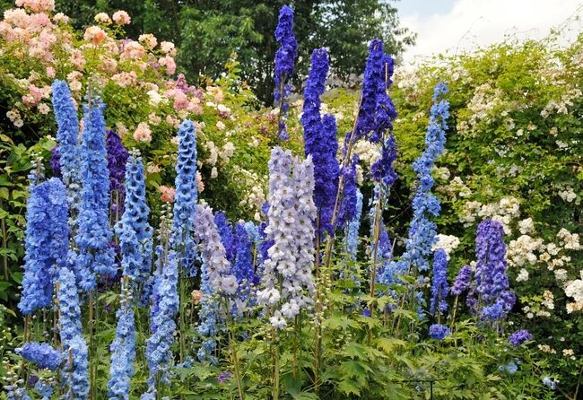 Alaska Botanical Garden & City View Tour