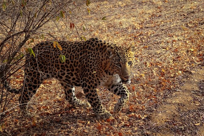 All Inclusive 5 Nights 6 Days Adventure in Central India for the Elusive Tiger