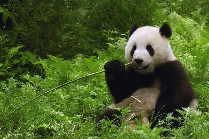 All-Inclusive Private Day Trip: Hutongs, Lama Temple & Panda House With Lunch