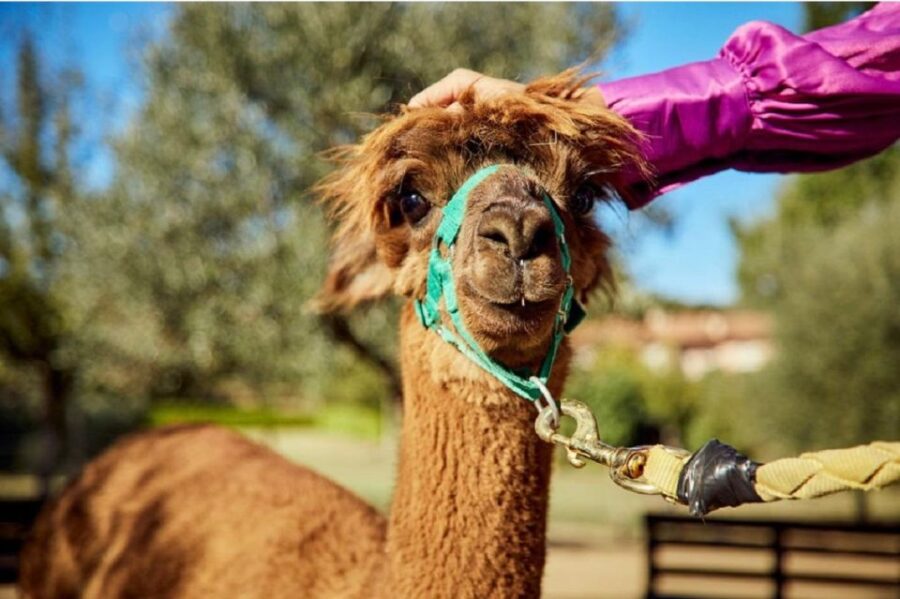 Alpaca Trek in Valdichiana Senese