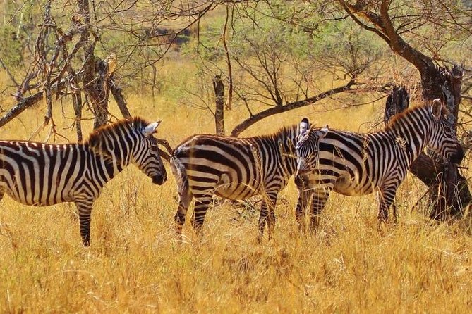 2 Best 4 Day Tours In Kilimanjaro