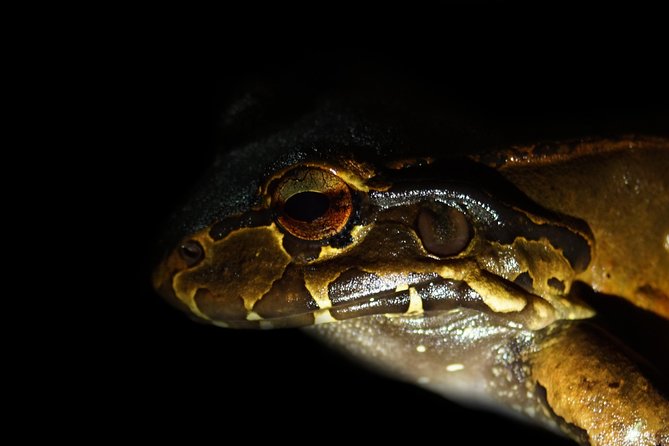 Amazing Red-Eyed Frog Night Walk La Fortuna - Costa Rican Rainforest Nightlife