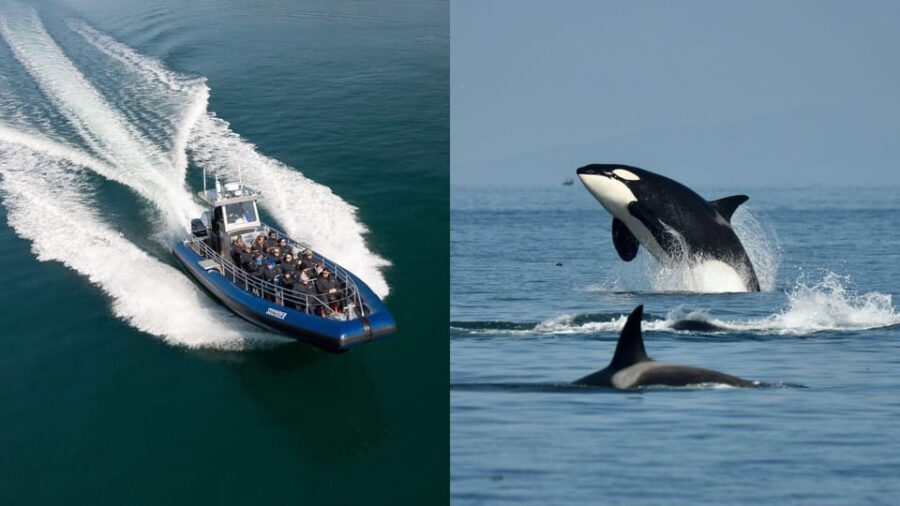 Anacortes: Whale Watching Adventure Tour