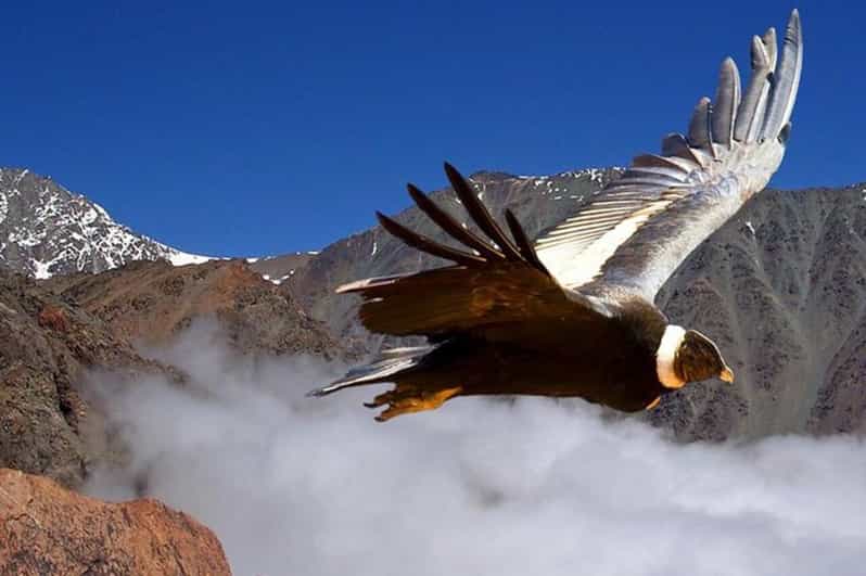 Andes Half-Day Private Tour With Wine and Cheese Tasting - Tour Overview