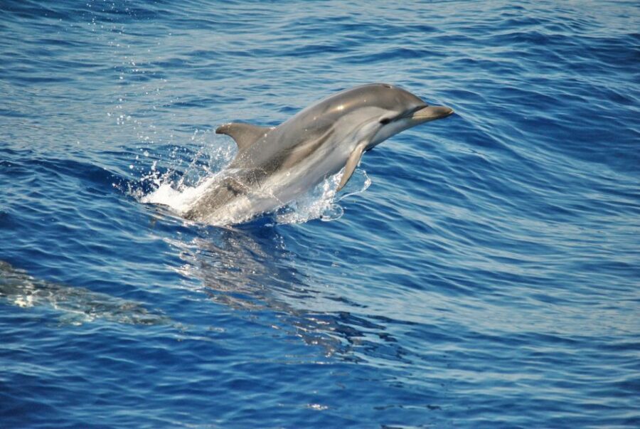 10 Best Cruises And Boat Tours In Genoa