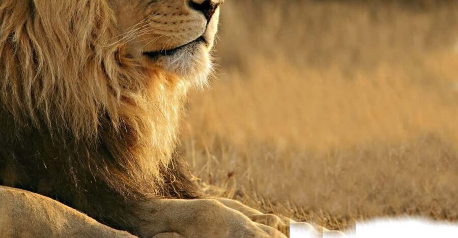Aquila Reserve Safari With Lunch and Wine Tasting