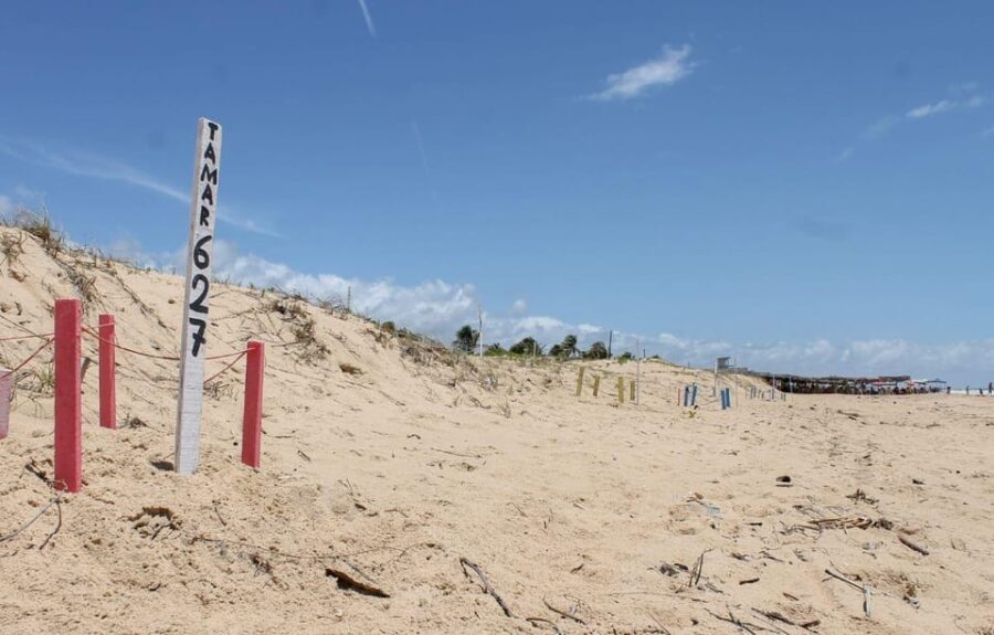 Aracaju: Tour to Saco Beach
