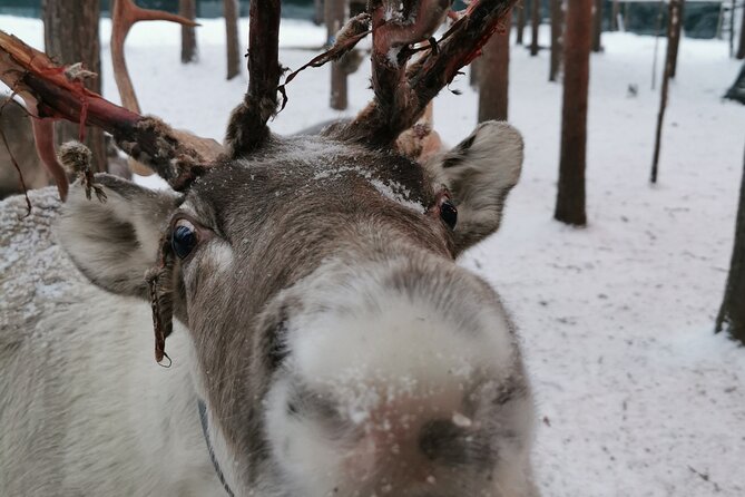 Arctic Huskies & Reindeers, Ice Fishing in Wildness