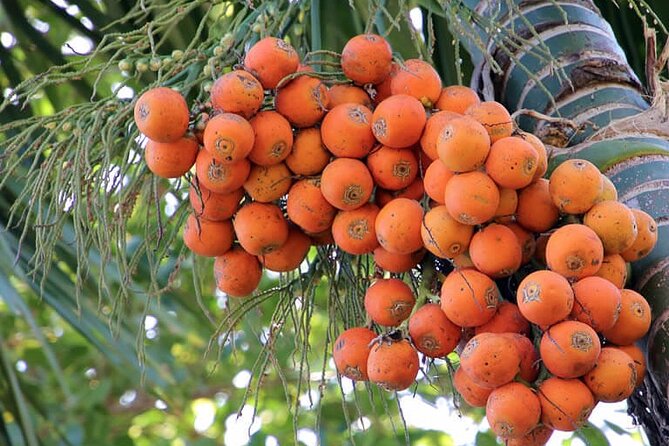 Areca Plantation Walk & Heritage Home Visit at Areca County