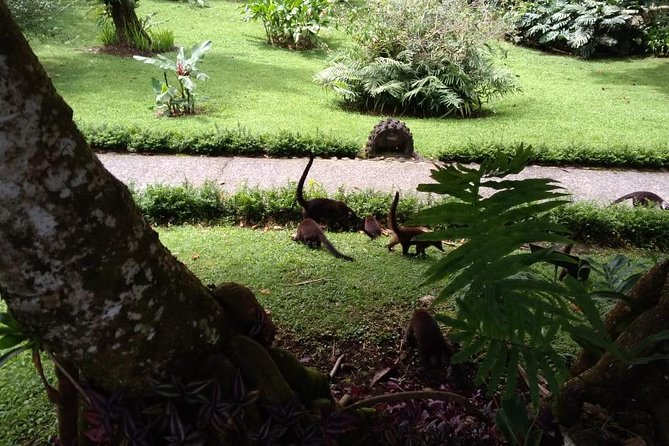 Arenal Observatory Hike + Hot Springs
