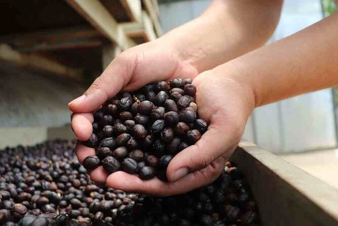 Arenal Volcano Pineapple & Sloth Hiking+ Coffee- Chocolate Tour