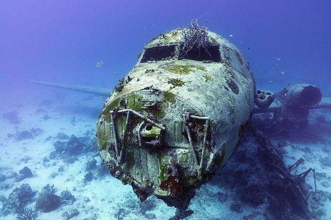 Aruba 1-Tank Guided Dive for Certified Divers With Rental Equipment