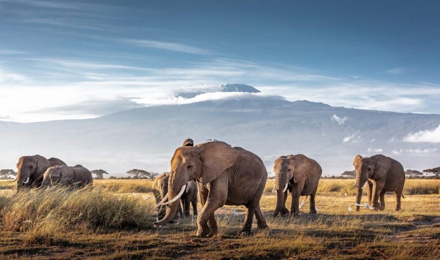Assam Wildlife, Nature, & Cultural Tour 10D/9N