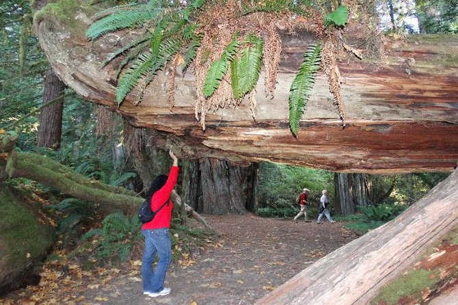 Avenue of the Giants Redwoods Private 2-Day Tour +1 Night Hotel