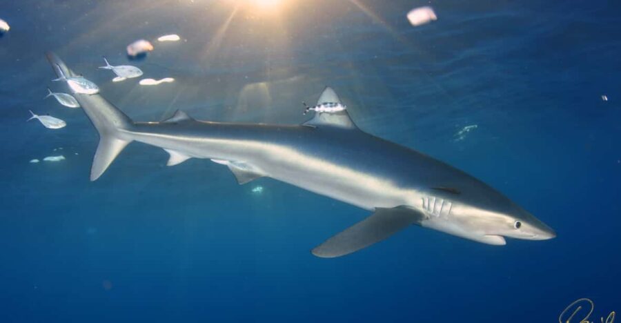 Azores: Swimming With the Sharks
