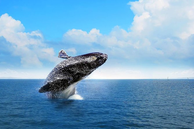 Bacardi Whales Whatching Experience-Day Trip
