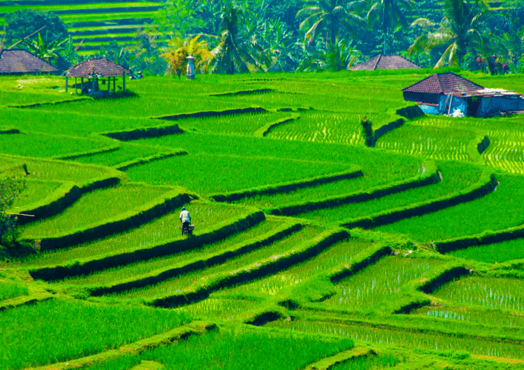 Bali : Jatiluwih Trekking With Breakfast or Lunch - Activity Overview and Pricing