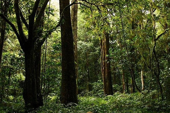 Bali Trekking Tour Into the Jungle of Tamblingan Forest and Canoeing
