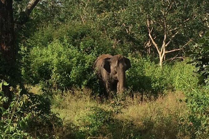 Bandipur Wildlife and Mysore Experience in 2 Days From Bangalore