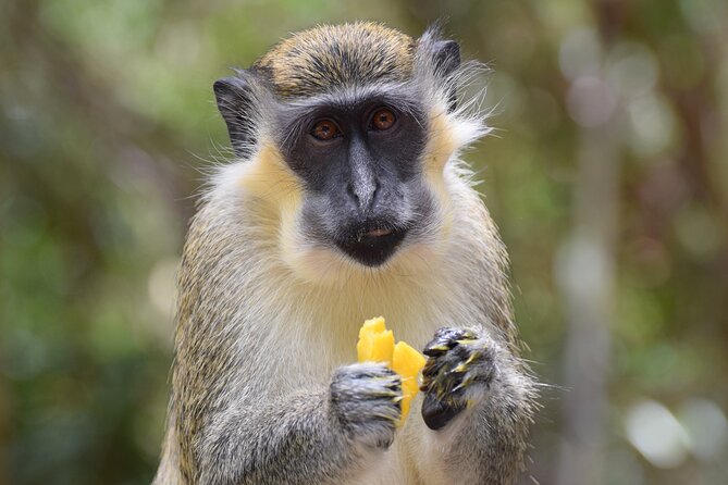 Barbados Shore Excursion: Wildlife Encounter and Beach Day - Barbados Wildlife Reserve Visit