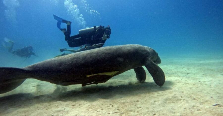 Bayahibe – PADI Advanced Course Diving – Go Dive