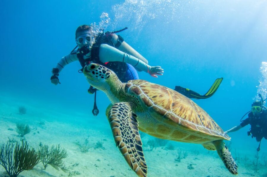 Bayhibe: Private 2 Tank Scuba Dive Tour in the National Park