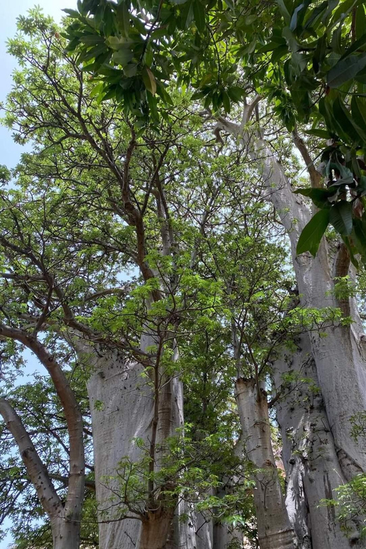 Beach: Guided Nature Hike to Cidade Velha - Activity Overview