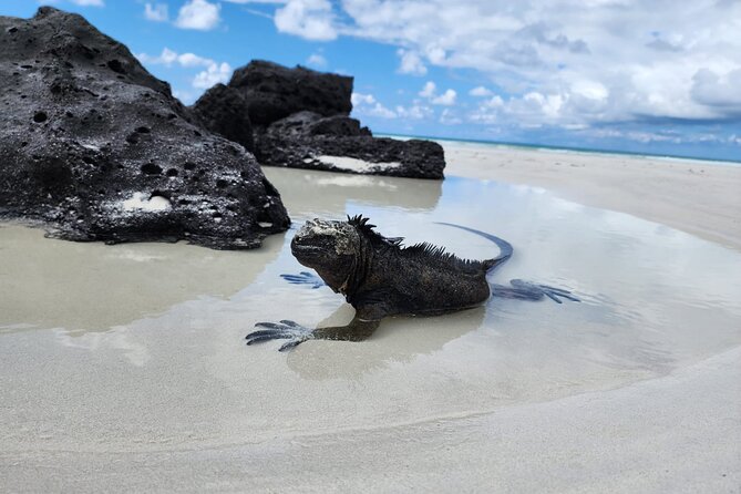 Beach Wildlife and Snorkel Adventure With Underwater Specialist