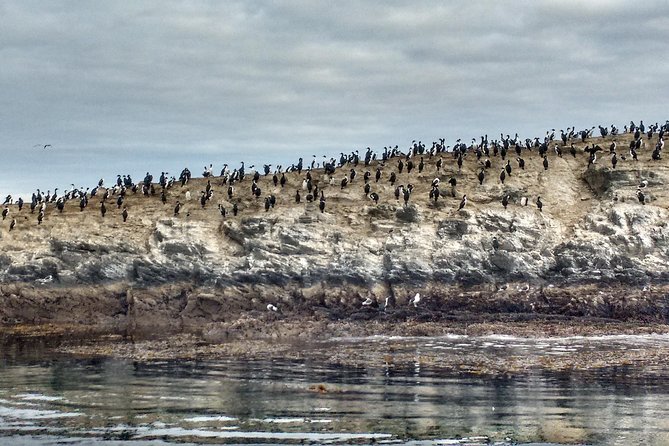 Beagle Channel Navigation Adventure: Penguin Watching Experience