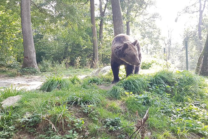 Bears Sanctuary, Dracula Castle and Brasov City - Full Day Trip From Bucharest - Discovering Draculas Legendary Castle