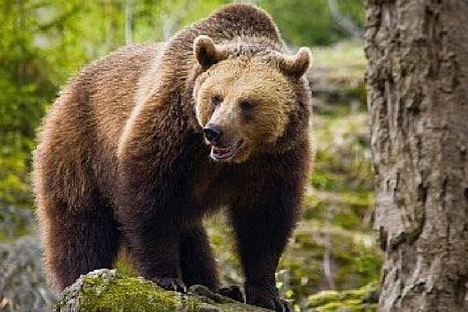 Bears Sanctuary Zarnesti, Bran Castle, Moieciu Village, Rasnov Fortress
