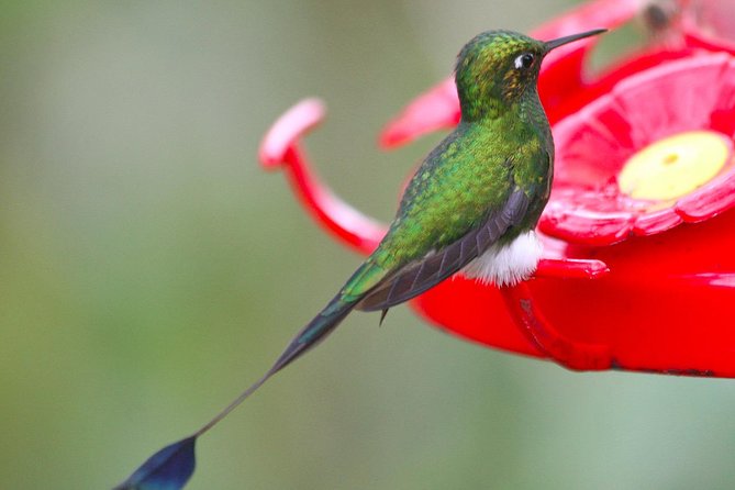 Bellavista Cloud Forest Reserve – Full Day