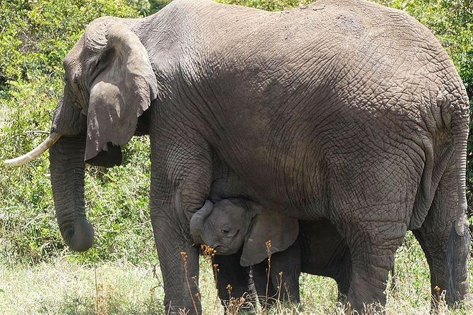 Best 3 Days Tanzania Shared Safari Tarangire Ngorororo Manyara