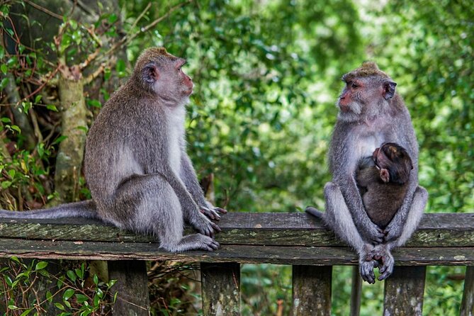 Best Bali Day Tour