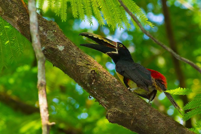 Best Birdwatching Tour in La Fortuna: Explore Ecocentro Danaus