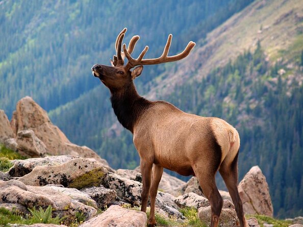 Best of Jackson Hole and The Grand Tetons Private Tour (Summer and Winter)
