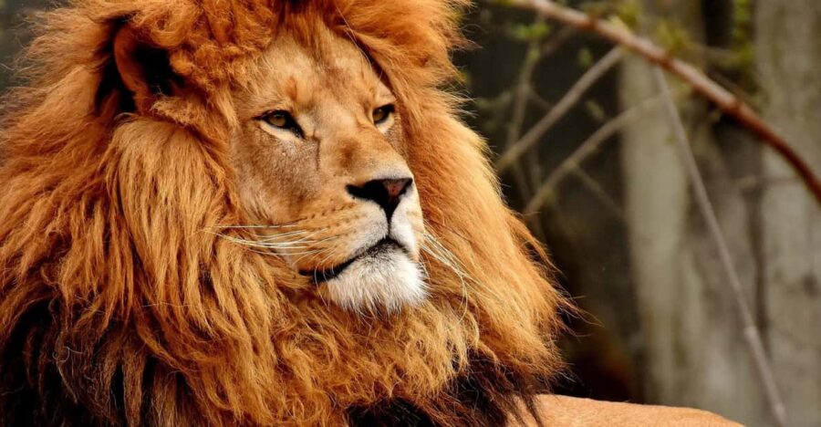 Big 5 Aquila Safari Half Day Tour and Wine Tasting