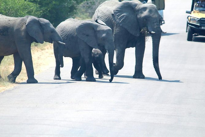 BIG 5 Kruger 3 Days Safari From Johannesburg